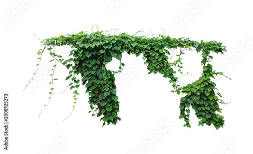 Green ivy plant growing on a wall, A green grass font letter A shaped like a global map continent represents an eco friendly nature illustration of the earth and world geography