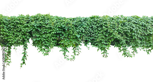 Green Ivy Vine Hanging on png, Fresh organic green grass and herbal plant leaves like parsley and green ivy vines are isolated on a white background to represent natural healthy garden ingredients