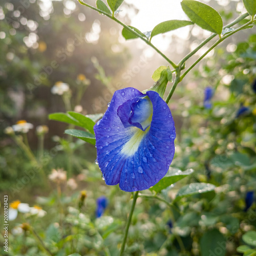 Close-Up Macro Shot of a Beautiful Blue Aparajita Flower in Full Bloom on a Vibrant Green Vine – Soft Golden Morning Sunlight with Gentle Lens Flare