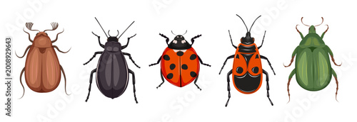 Cartoon insect set with darkling beetle, cockchafer, green beetle, firebug, and ladybug isolated on white. Entomology collection for education, biology design, and nature projects.