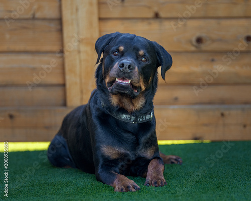Fotografie Portrait of a rottweiler dog on green turf