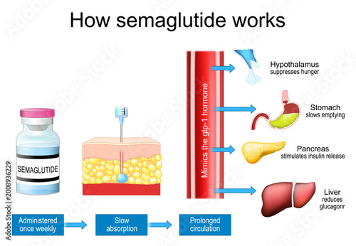 How semaglutide works and mimics the glp-1 hormone. Weight loss. Anti diabetic, anti obesity medication.