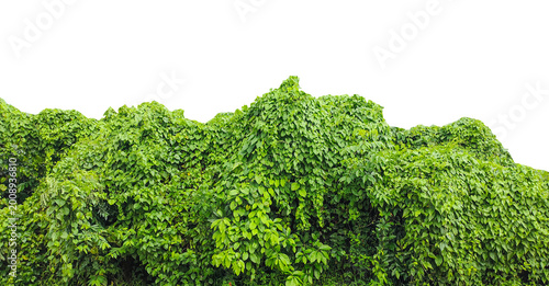 Lush Green Kudzu Vines Covering a Hillside, A lush garden of fresh organic green leaves and healthy vegetables like lettuce and broccoli creates a vibrant natural background of spring herbs on a wall