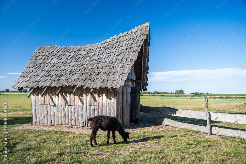 Fototapeta premium Black Alpaca in Front of Wooden Corral in Open Landscape
