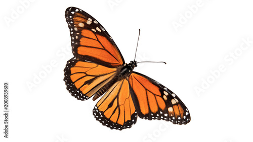 Quadro em tela Beautiful monarch butterfly with open orange and black wings for nature and gard