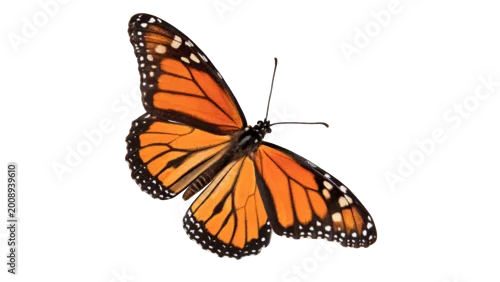 Obraz Beautiful monarch butterfly with open orange and black wings for nature and garden wildlife summer themes isolated on transparent background cut out