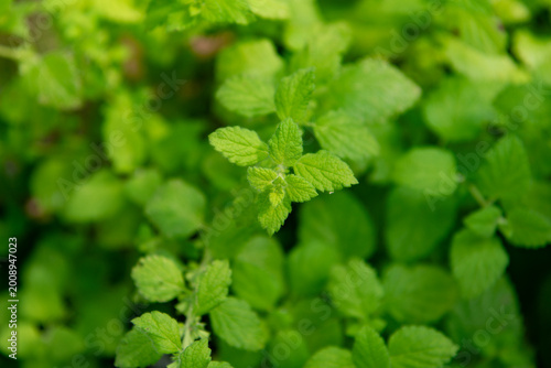 Peppermint leaves in the garden. Close up of Mint leaves in the garden, top view