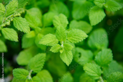 Peppermint leaves in the garden. Close up of Mint leaves in the garden, top view