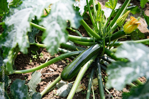 Cucurbita pepo, Zucchini growing in the vegetable garden. Zucchini close up, natural light