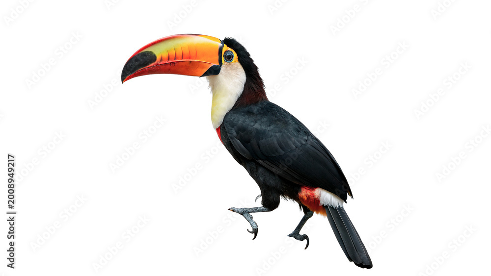 Fototapeta premium Exotic wild toucan bird with a large colorful beak and black feathers sitting on a branch isolated on transparent background