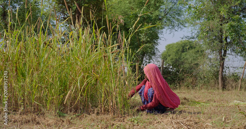 Indian elderly mature lady woman wear saree cover head sitting do farm filed work outdoor rural area. Elder female use hand sickle cutting green tall fodder grass new day time outside village place