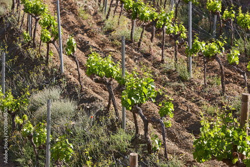 Traditional Priorat vineyards. Viticulture in Tarragona, Catalunya, Spanish agriculture. Spain