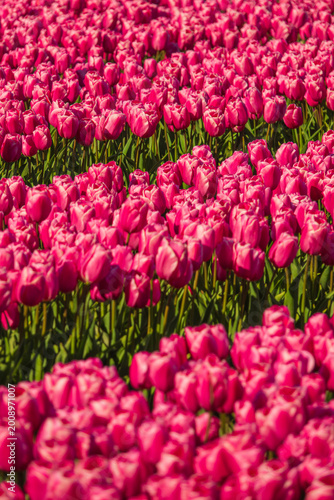 field of tulips