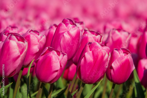 pink tulips in the garden