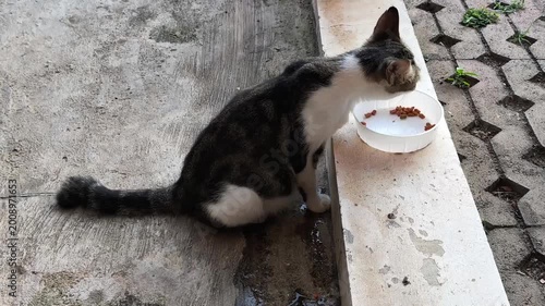 A domestic cat is enjoying its dry food from a plastic container outside