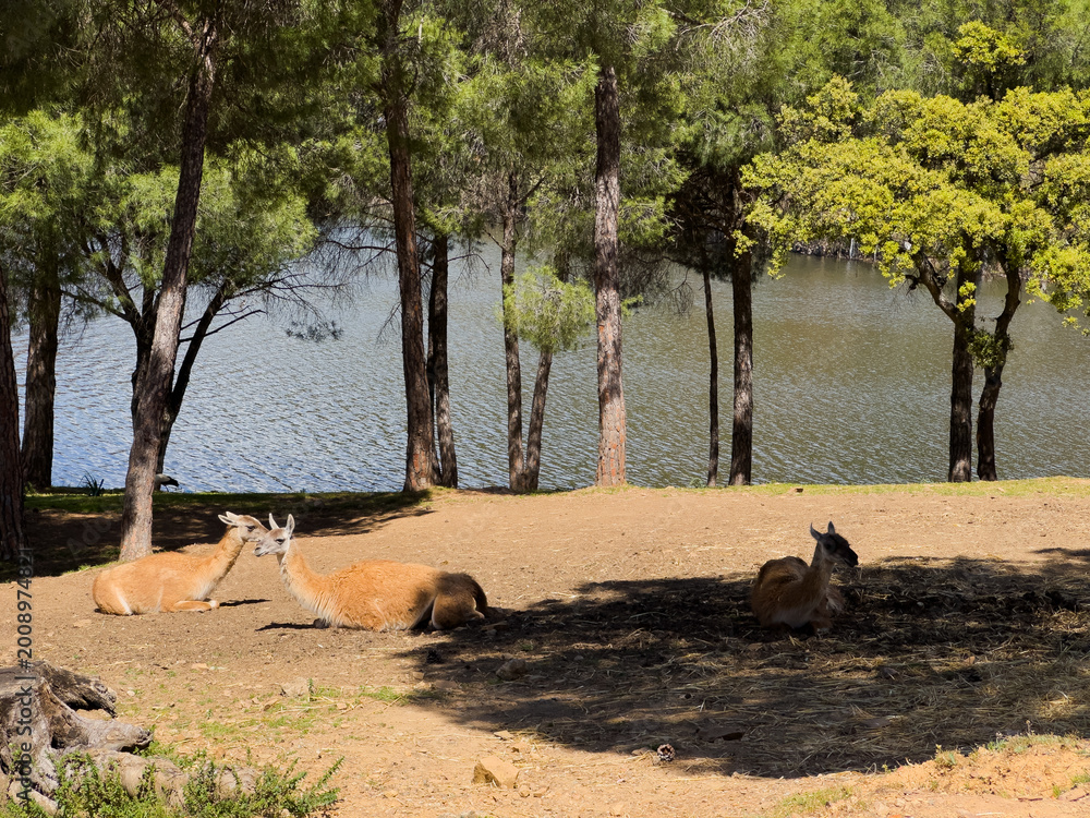 Fototapeta premium White Tailed Deer in the Mountains 