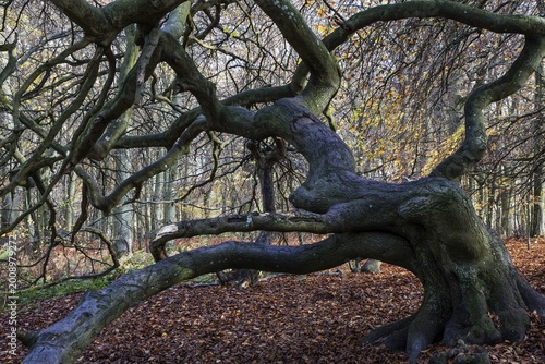 Süntelbuchen (Fagus sylvatica), cripple beeches, Hexenwald, Semper Forest Park, near Lietzow, Rügen, Mecklenburg-Western Pomerania, Germany