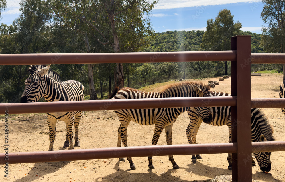 Fototapeta premium Zebra standing behind fence in an outdoor enclosure