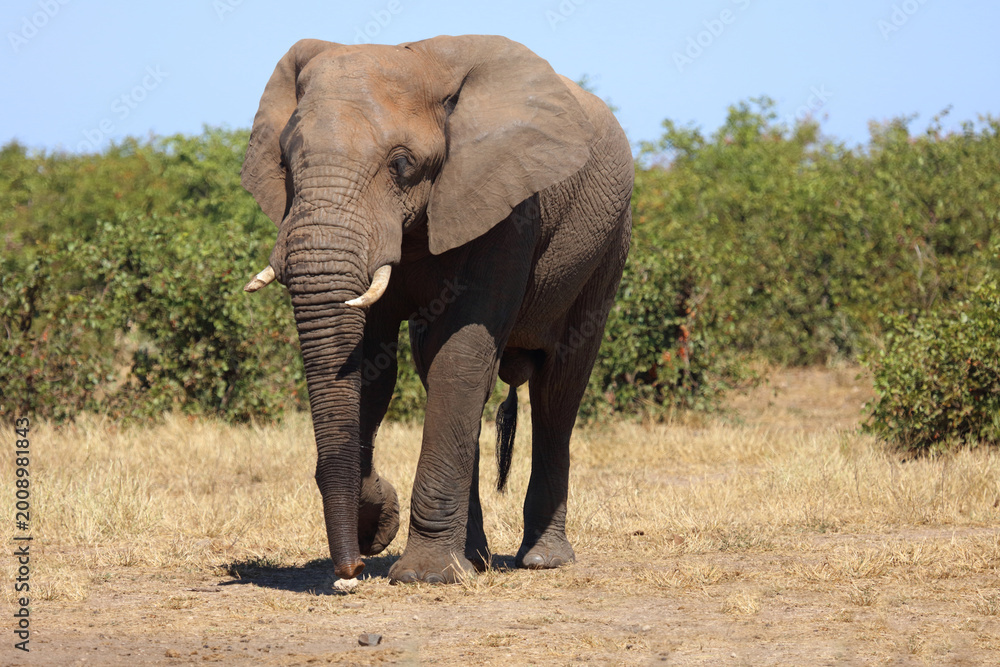 Fototapeta premium Afrikanischer Elefant / African elephant / Loxodonta africana