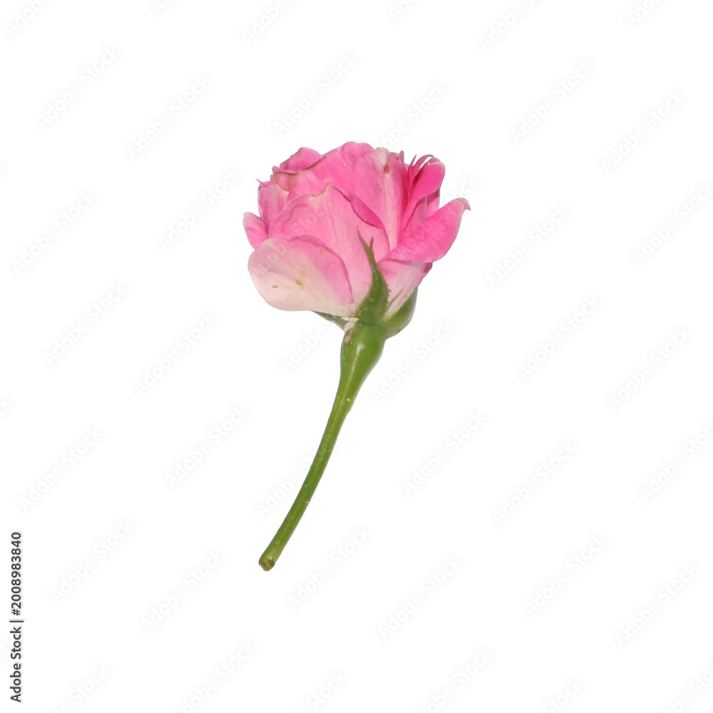 Obraz premium Flower image for transparent background