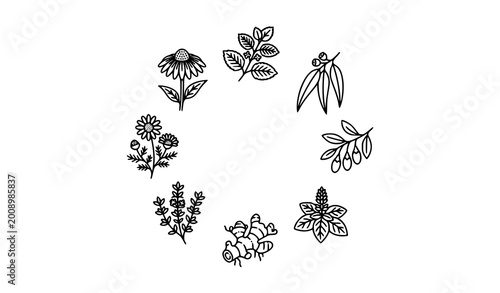 Cuadro en lienzo Herbal medicine line icons collection with medicinal plants in thin outline styl