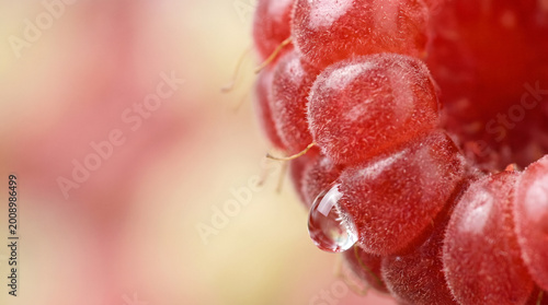 Obraz na płótnie close-up macro shot of fresh raspberry pulp with water droplets in soft light