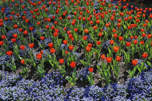 Tulip flowerbed, Austria, Europe