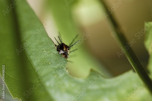 Little caterpillar of a butterfly is devouring the leave