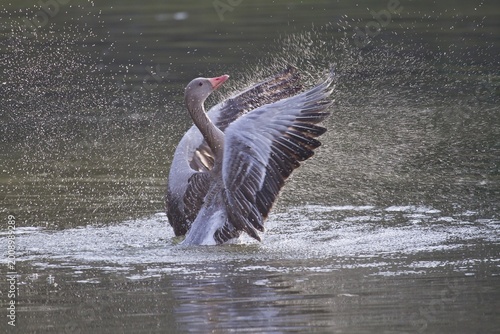 Greylag Goose (Anser anser) beating its wings, North Hesse, Hesse, Germany