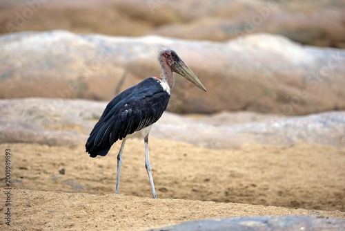 Marabou stork (Leptoptilos crumeniferus), adult, Kruger National Park, South Africa