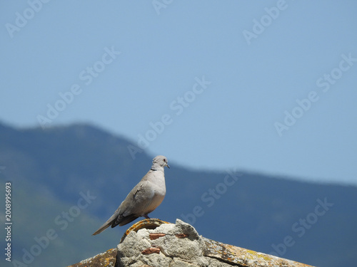 Fotografía Tortora