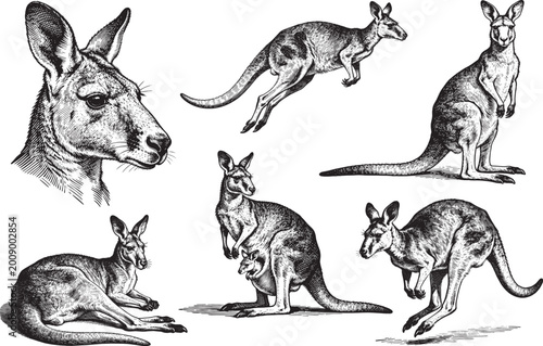 Konstfotografi Hand drawn Kangaroo illustration line set poses, detailed sketch vintage ink sty
