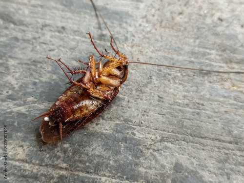 Schilderij op canvas Dead cockroach on the floor after being sprayed with pesticide