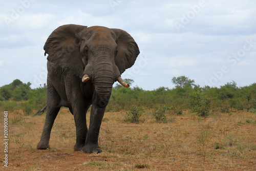 Photography Afrikanischer Elefant / African elephant / Loxodonta africana