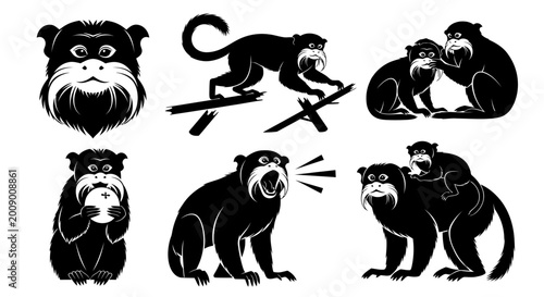 Photography Monkeys in various emotional expressions.