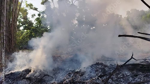fire in the woods