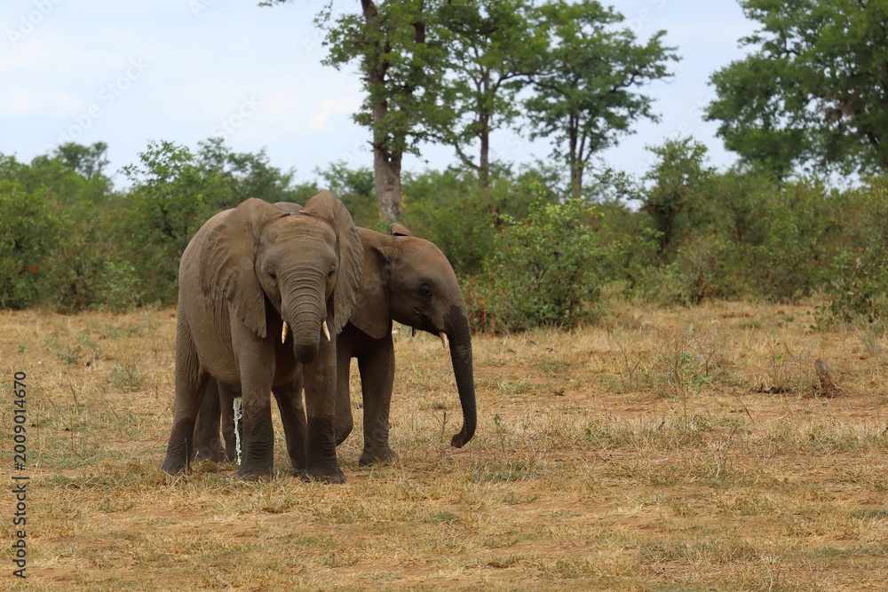 Fototapeta premium Afrikanischer Elefant / African elephant / Loxodonta africana
