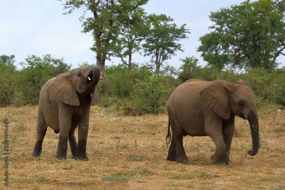 Fototapeta premium Afrikanischer Elefant / African elephant / Loxodonta africana