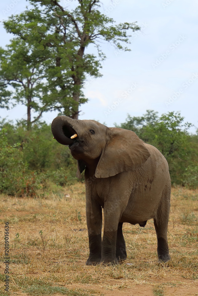 Fototapeta premium Afrikanischer Elefant / African elephant / Loxodonta africana