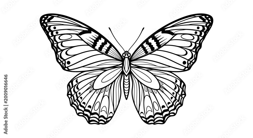 Fototapeta premium Black and white butterfly illustration isolated on white background vector