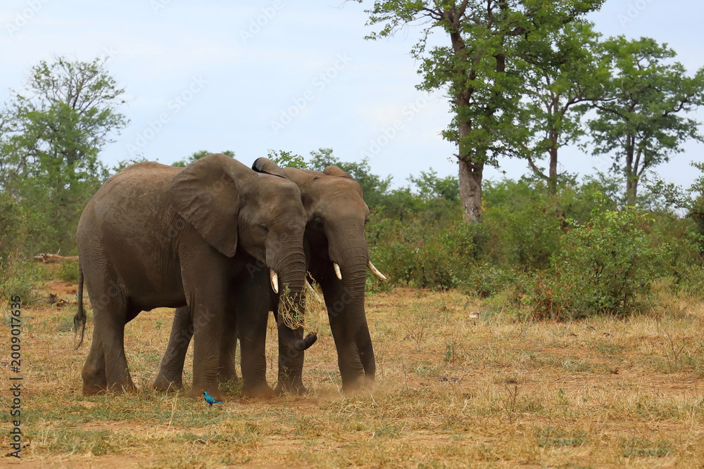 Fototapeta premium Afrikanischer Elefant / African elephant / Loxodonta africana