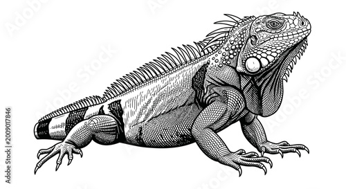Tableau sur toile Detailed black and white illustration of an iguana on a white background