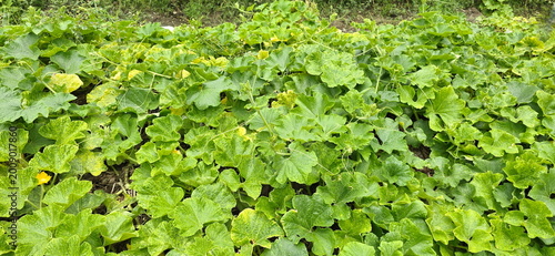 Valokuva The pumpkin plant is herbaceous vine in the cucumber family, covered in coarse hairs all over plant