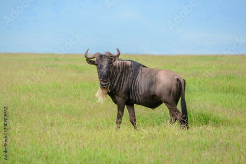 Photography A lone Blue Wildebeest on the grass-covered floor of Ngorongoro Crater in Tanzania