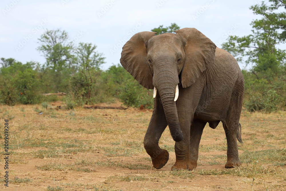 Fototapeta premium Afrikanischer Elefant / African elephant / Loxodonta africana