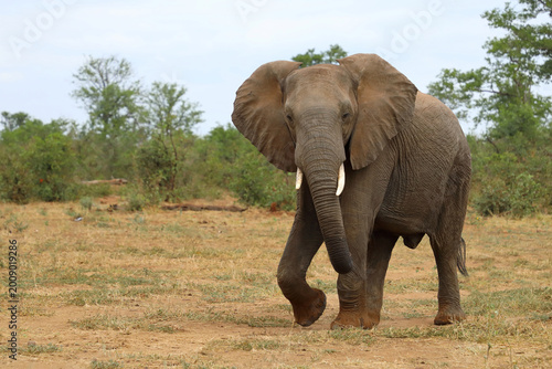 Photography Afrikanischer Elefant / African elephant / Loxodonta africana