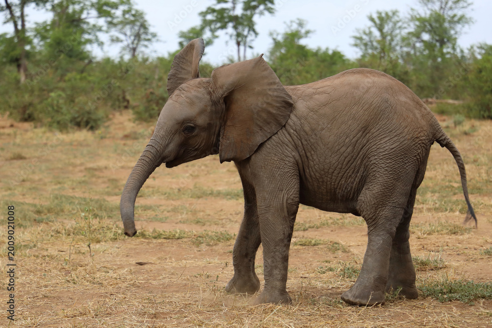 Fototapeta premium Afrikanischer Elefant / African elephant / Loxodonta africana