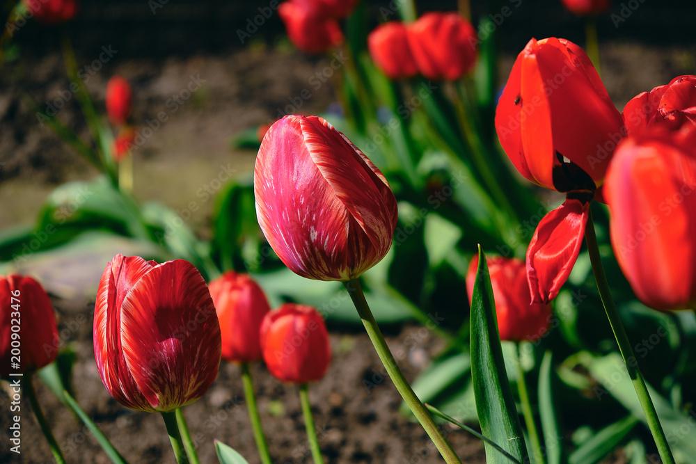 Fototapeta premium Close-up of vibrant bicolored red tulips with white stripes blooming in a sunny spring garden against a blurred background
