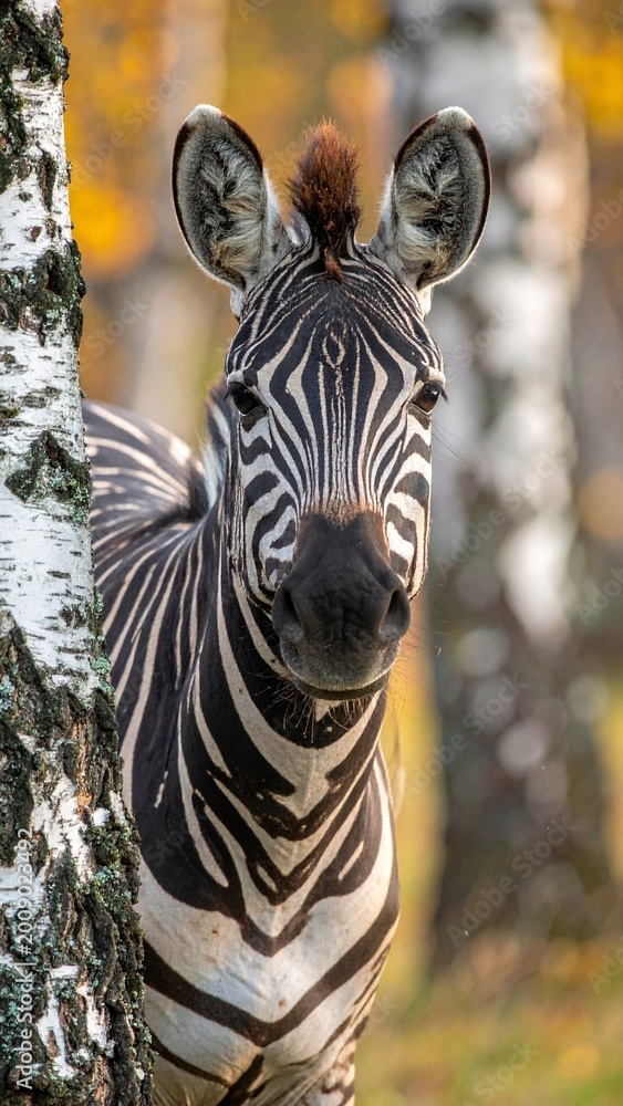 Obraz premium Zebra in the birch forest