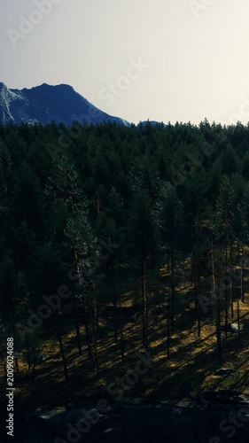 Tall mountains stand near a thick forest under bright daylight. Trees cover the ground with varying shades of green. The sky appears clear and bright above the peaks.